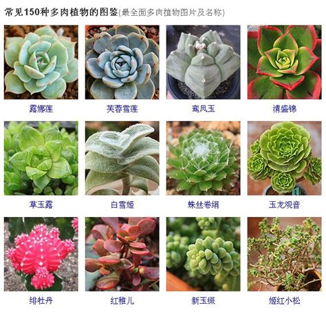 植物有哪些|常见100种植物名字